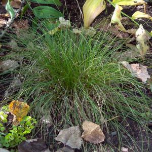 Carex pensylvanica (Pennsylvania Sedge)