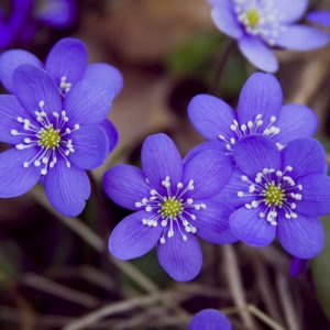 Hepatica nobilis var. acuta (Sharp-Lobed Hepatica)