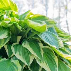 Hosta plantaginea (Plantain Lily)