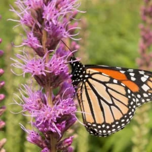 Liatris: Growing, Care, and Dazzling Varieties for the Garden