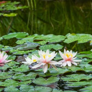 Profuse Blooming Hardy Water Lilies