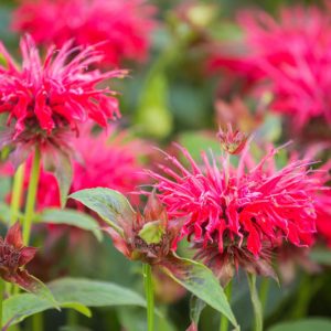 Bee Balm (Monarda)