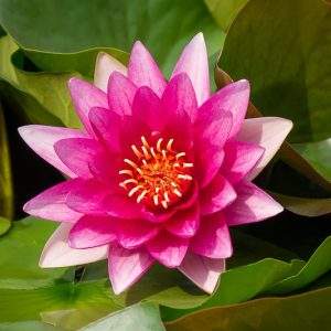 Nymphaea (Water Lily)