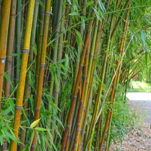 Phyllostachys edulis (Moso Bamboo)