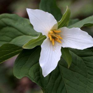 Trillium grandiflorum (White Trillium)