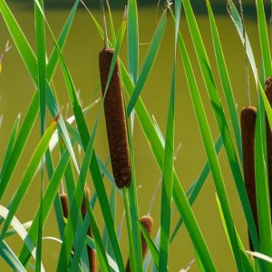 Typha latifolia (Broadleaf Cattail)