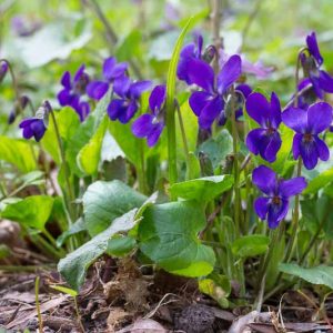 Violet (Viola): Discover the Beauty of Violets