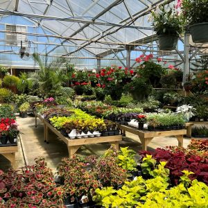 Grass Roots Garden Center | Greenhouse Nursery | Aiken Augusta