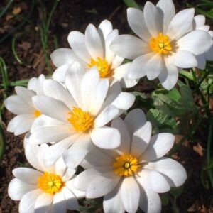 Plant Pest-Proof, Perennial Bloodroot in Your Garden – Mother Earth News